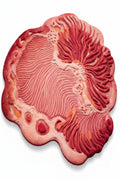 Red coral on a white background