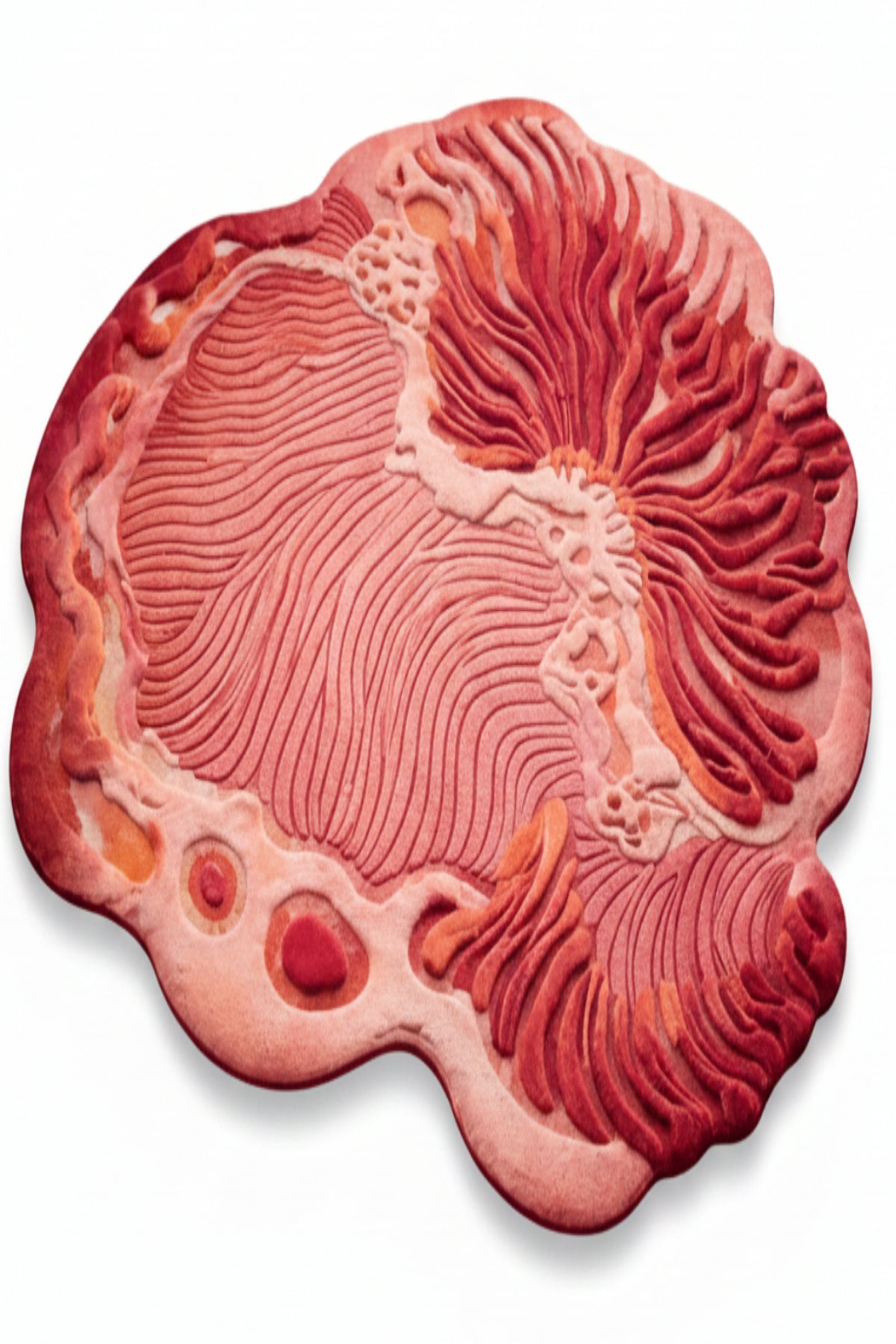 Red coral on a white background